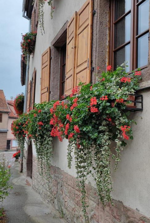 Photo of Buildings in Kintzheim