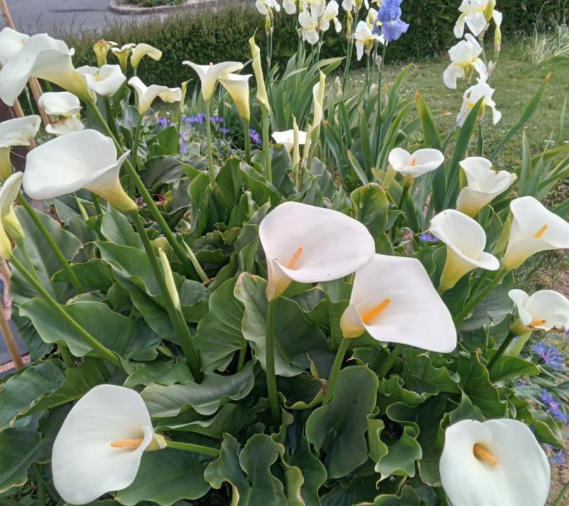 Photo of Outdoor in Brou