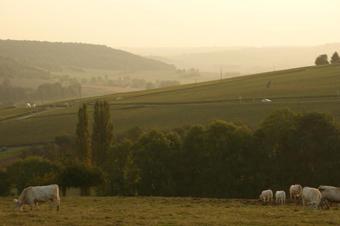 Photo of Others in La Chapelle-Monthodon