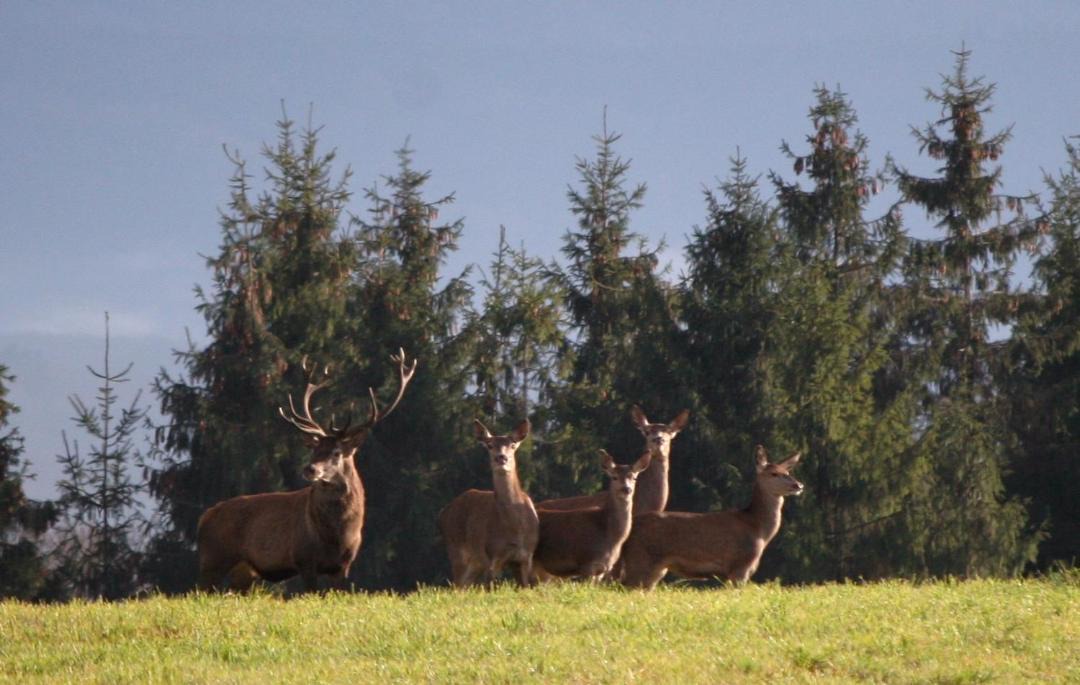 Photo of Others in Francourt