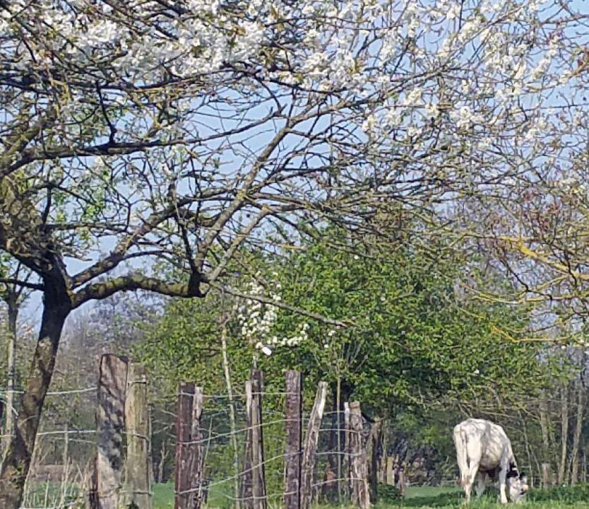 Photo of Others in Saint-Amand-les-Eaux
